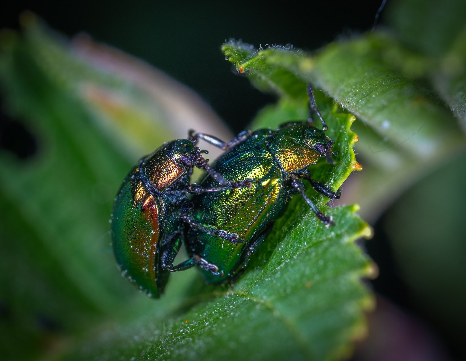 two-green-beetles-on-leaf-1114313.jpg